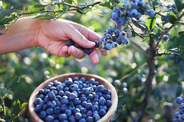 Best Season For Berry Picking