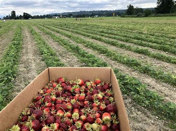 Organic Berry Farms Open For Picking