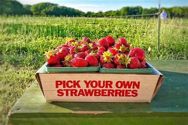 Organic Fruit Farms Near Me For Picking