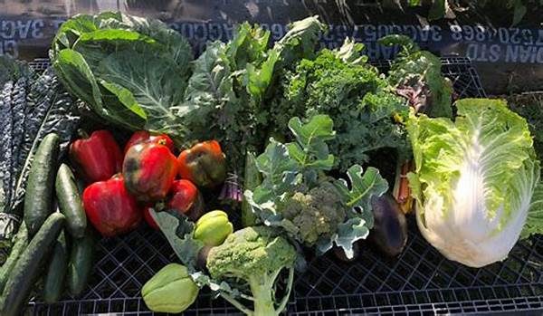 Seasonal Csa Produce Offerings