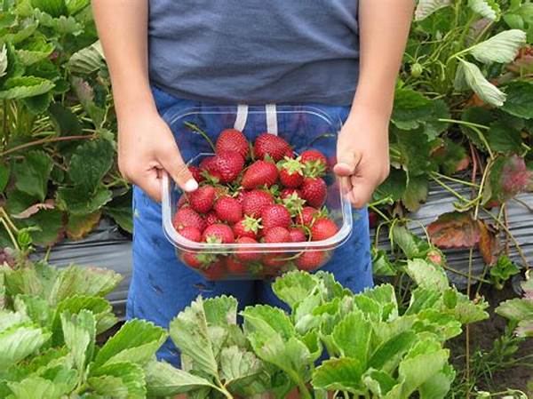 Local Organic Fruit Picking Farms
