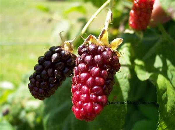 Sustainable Farming Berry Locations