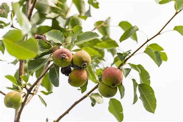 Eco-friendly Tree Nutrition Products
