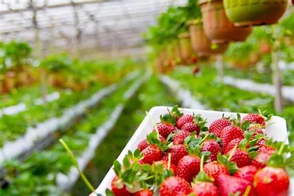 Efficient Organic Farm Management