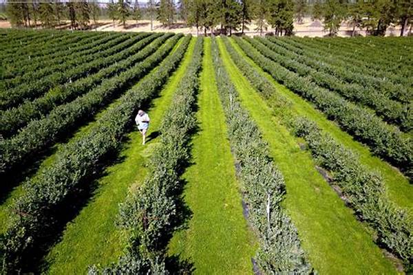 Guide To Organic Berry Fields