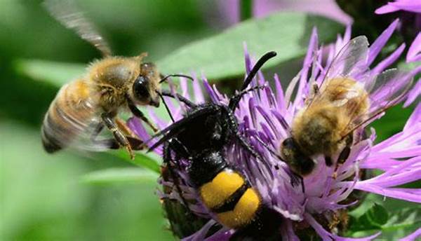 Pollinators Importance In Organic Systems