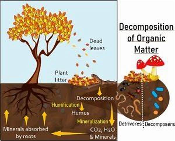 Organic Waste Decomposition Process