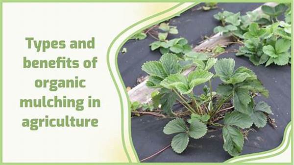 Benefits Of Mulching Berry Crops