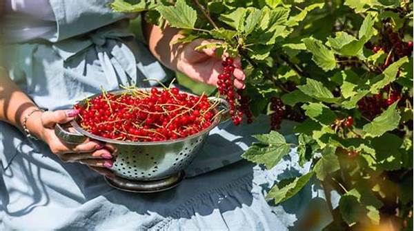 Best Months For Harvesting Berries