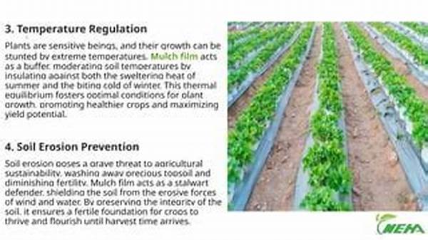 Mulch-driven Thermal Regulation In Soils