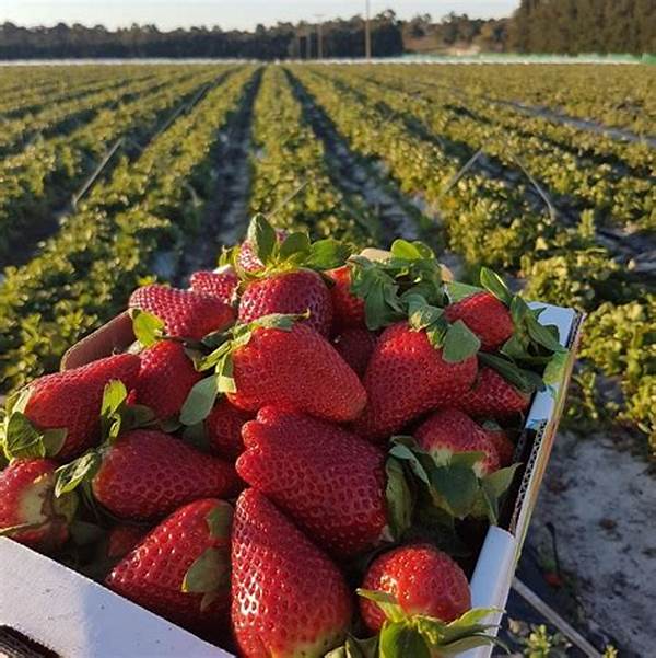 Organic Strawberry Picking Places Near
