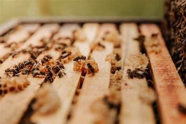 Supporting Honeybee Populations On Farms