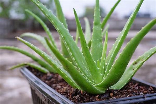 Aloe Vera For Soothing Insect Bites