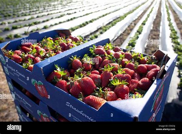 Best Berry Farms In California