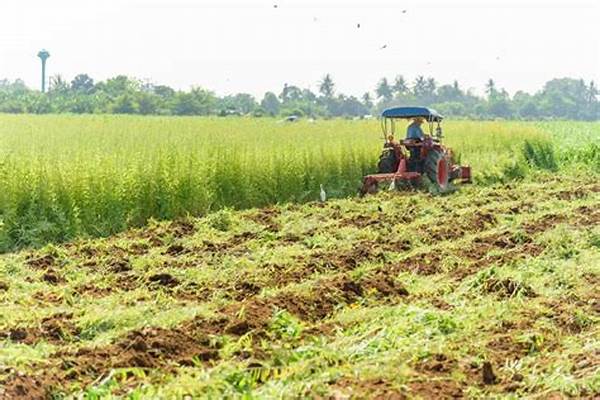 Green Manure Cover Crop Rotation