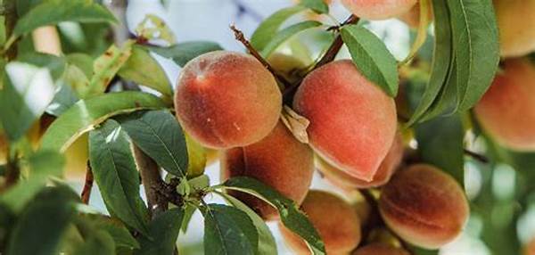 Guided Tours Of Peach Orchards