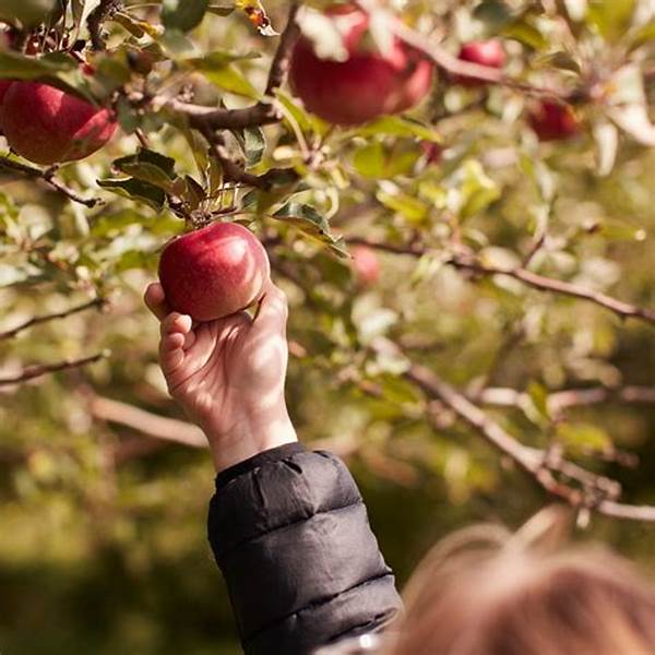 Nearby Organic Apple Picking Locations