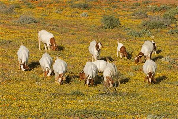 Sustainable Livestock Welfare Strategies