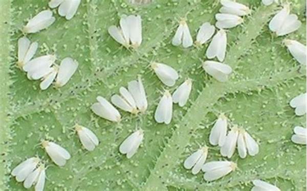 Organic Pest Control In Aquaponics