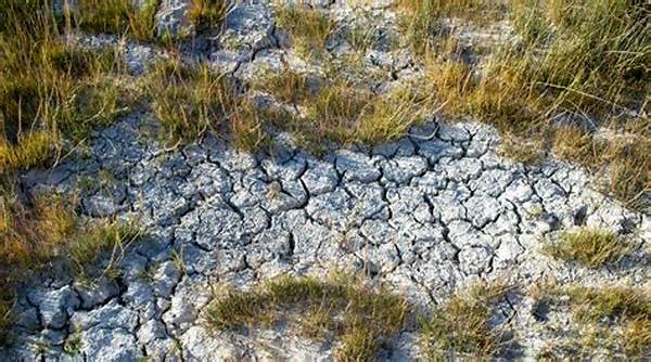 Impact Of Land Use On Soil Biodiversity