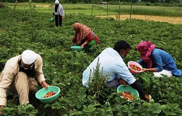 Organic Farming Community Supported Agriculture